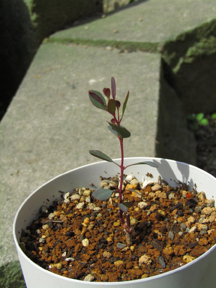ユーカリ ポポラスの投稿画像 By Yuuさん ユーカリ ポポラス好きと植物のある暮らしとユーカリの木と癒しと植物と挿し木とお庭の植物とお庭 18月3月30日 Greensnap グリーンスナップ