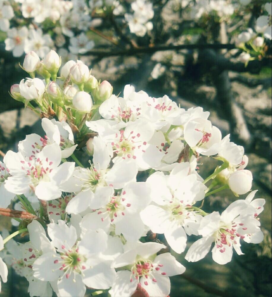 梨の花の投稿画像 By 春イチゴさん ナシと好きな色と好きな花とおきにいり と白い花 18月3月30日 Greensnap グリーンスナップ