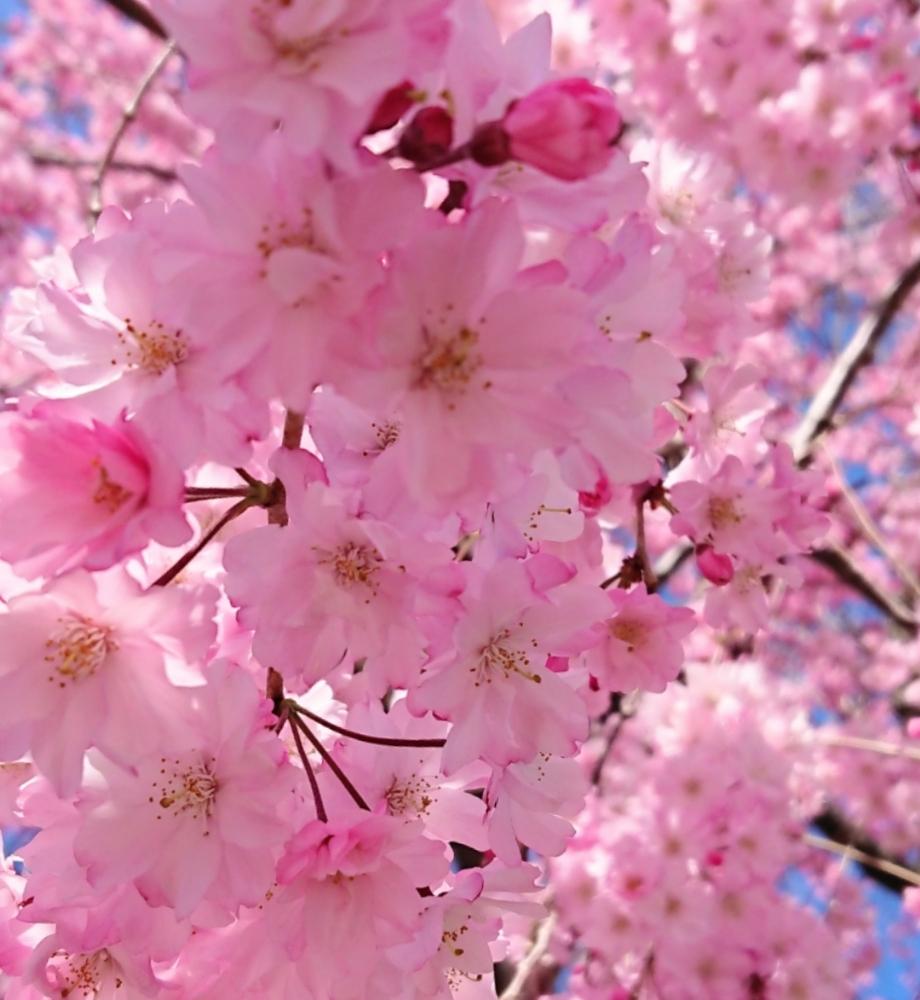 サクラの投稿画像 By モンブランさん しだれ桜とhtcとキュンキュン乙女倶楽部とピンクの花とかわいい と華やかとgs映えと 18桜 コンテストとずっと好きな花と好きな風景とかわいいとお花好きとお花パワー 18月3月30日 Greensnap グリーンスナップ