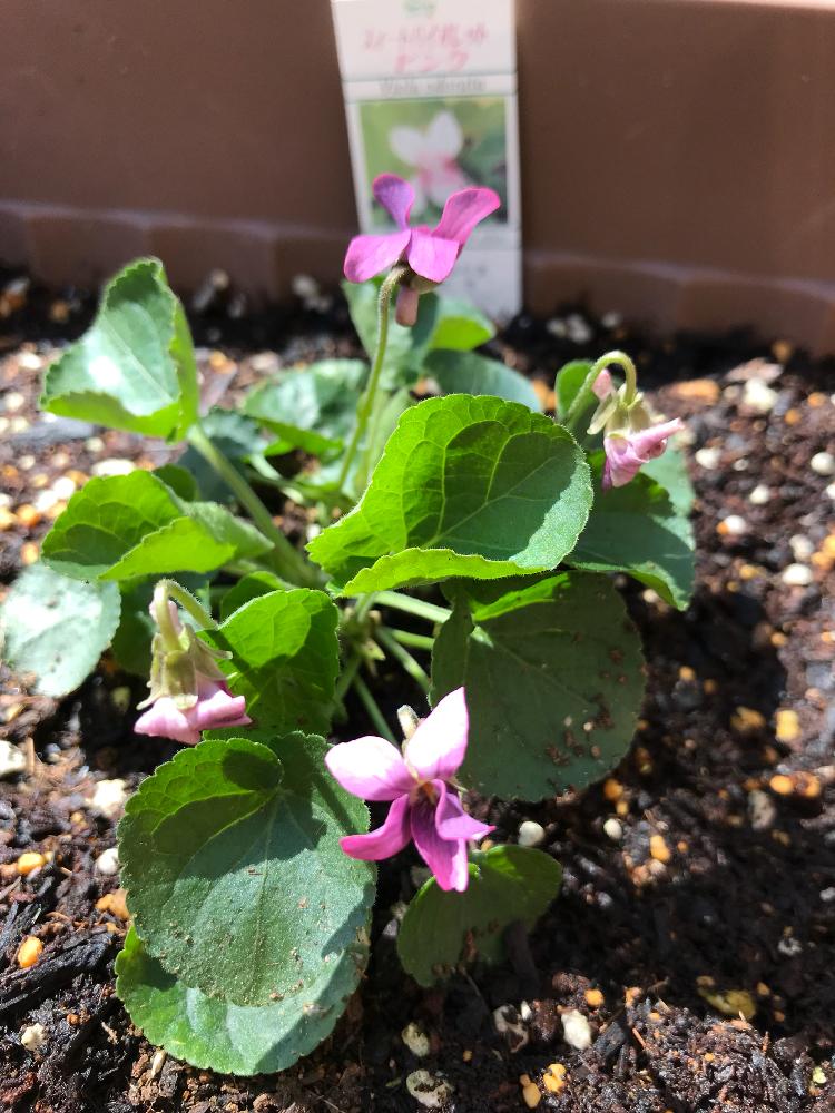 ピンクスイートバイオレットの投稿画像 By こはもこさん ニオイスミレ スイートバイオレット とスミレと小さな庭といとおしい植物の表情フォトコンと花 のある暮らしといとおしい植物の表情フォトコンと花のある暮らし 18月3月30日 Greensnap グリーン