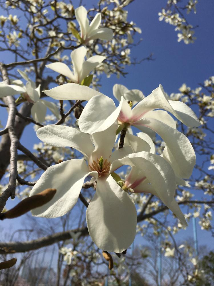 コブシの投稿画像 By りりこさん 真っ白な花と青空と一緒にといとおしい植物の表情フォトコンとお空で繋がってると白いお花とご近所と街路樹と白い花 18月3月30日 Greensnap グリーンスナップ