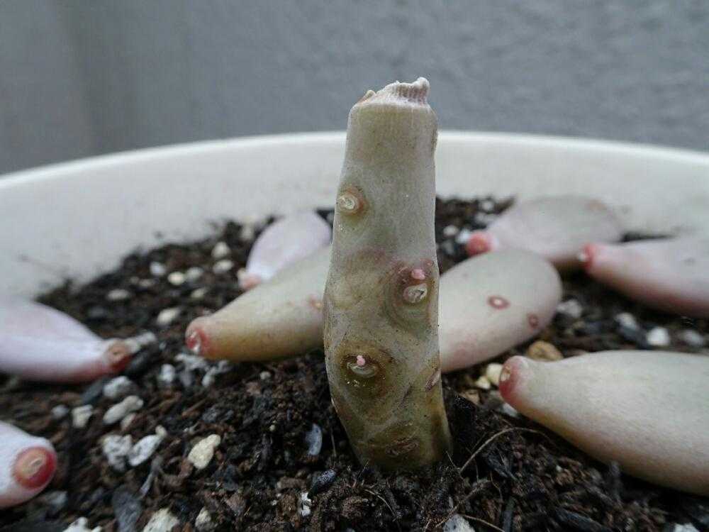 星美人 カット&葉挿し記録｜🍀GreenSnap（グリーンスナップ）