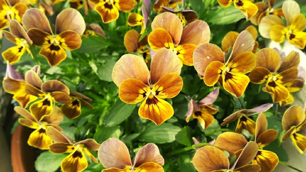 ビオラ ミステリアスシリーズ ラブグリーンの投稿画像 By りっか Ricca さん キュンキュン乙女倶楽部とricca S ビオラと今日の一枚と今日のお花と花のある暮らし 18月3月30日 Greensnap グリーンスナップ ビオラ ミステリアスシリーズ ラブグリーンの投稿画像 By りっか Ricca さん キュンキュン乙女倶楽部とricca S ビオラと今日の一枚と今日のお花と花のある暮らし 18月3月30日 Greensnap グリーンスナップ