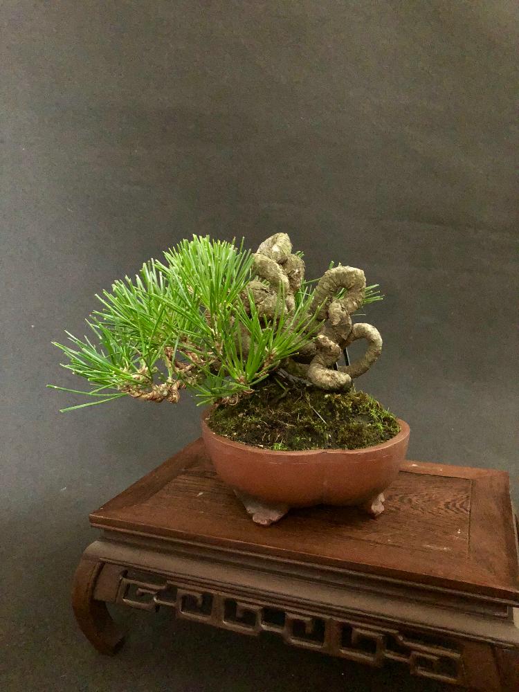 黒松 の投稿画像 By Tomoさん 半懸崖と小品盆栽と盆栽と黒松盆栽 18月3月31日 Greensnap グリーンスナップ