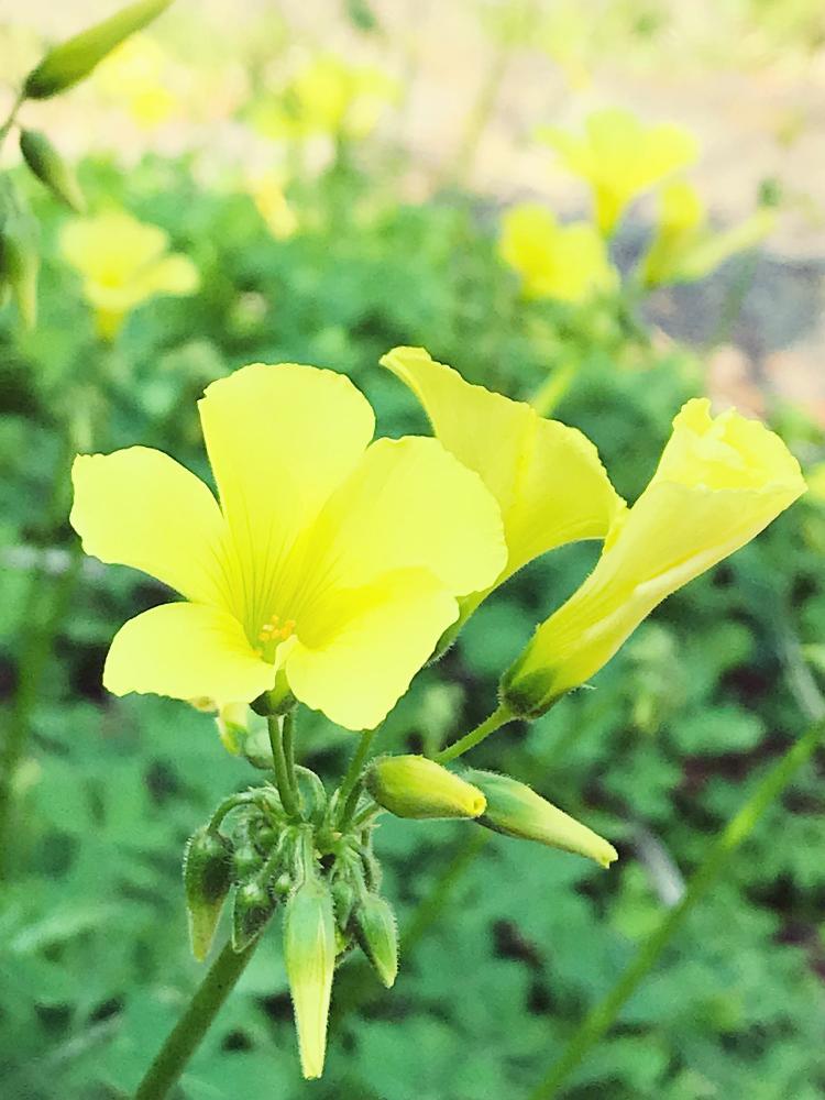 ポカポカ陽気の投稿画像 By りりぃさん Gsの皆さまに感謝 とほんわか気分 とほっこり と春の訪れと黄色い花とハート型の葉っぱとカタバミの花と幸せの黄色いお花 18月3月31日 Greensnap グリーンスナップ