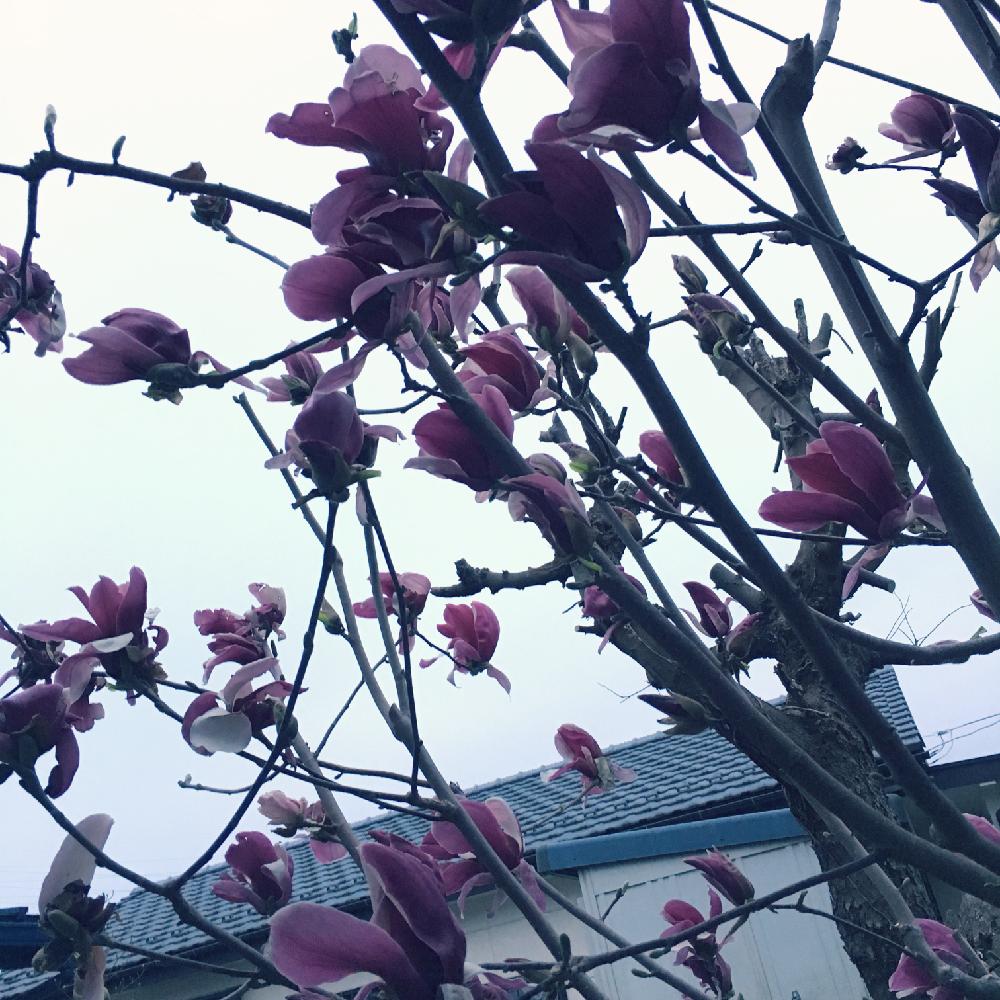 シモクレン 紫木蓮 の投稿画像 By Kさん 春のお花と春の庭と春の訪れと庭の木と花のある暮らしと甘い香り 18月3月31日 Greensnap グリーンスナップ