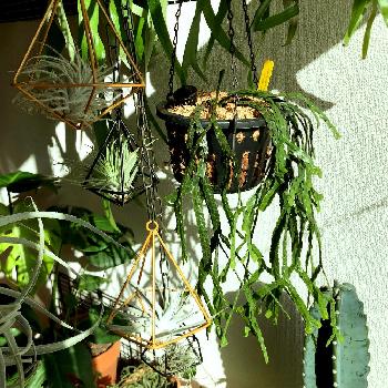 リコポディウムの画像 by Minami Tさん | 窓辺とフペルジア ヌンムラリフォリウムとリコポディウムとエアプランツ チランジアとカッコいいとつやつやとno green no lifeと美しいと吊るすの大好きとgreenとかわいいとディスプレイとエアープランツ/チランジアとリコポディウム ❤︎とシダ植物