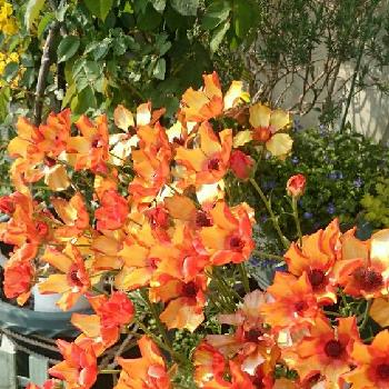 ラナンキュラスラックスミノアンの画像 by ライムライトさん | 小さな庭とラナンキュラスラックスミノアンとGS映えとナチュラルガーデンと植中毒とオレンジの花と花のある暮らしとラナンキュラス・ラックスと❇︎ラナンキュラス