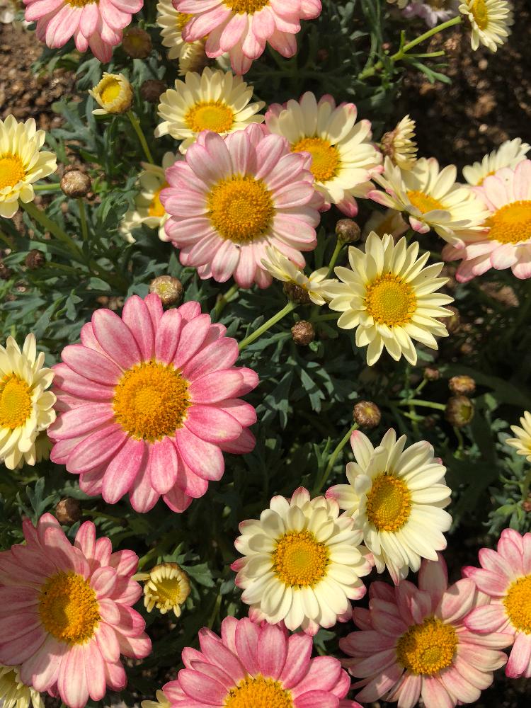 お気に入りのマーガレットの投稿画像 By ゆっこさん 好きな色と癒しと花壇とマーガレットの花と花のある暮らしとパステルカラーとかわいい花 18月3月31日 Greensnap グリーンスナップ
