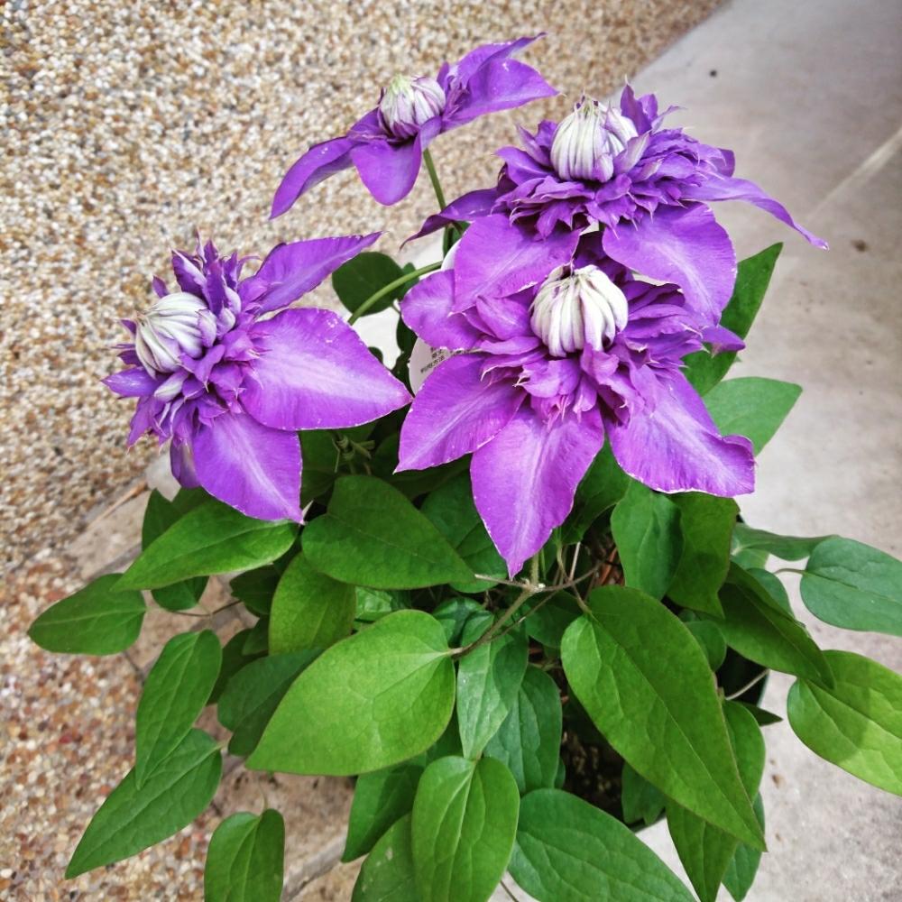 つる性植物の投稿画像 By Si On しおん さん クレマチスシオンエレガンスとクレマチスシオンと花のある暮らしとクレマチス 鉢植えと紫の花 18月3月31日 Greensnap グリーンスナップ