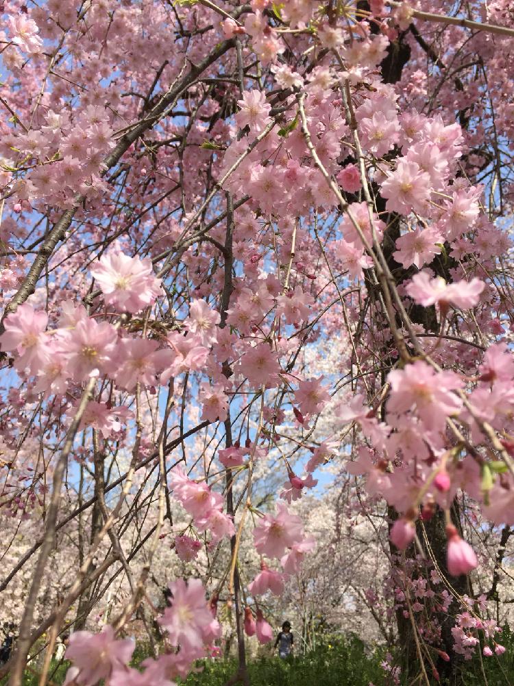 ベニシダレザクラの投稿画像 By サクサクレモンさん 平野神社と京都と花のある暮らしと春ですね 18月3月31日 Greensnap グリーンスナップ
