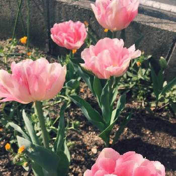 元気出る〜♡の画像 by みーちゃんさん | 広い庭とチューリップと植中毒と元気出る〜♡とどんどん色付きますと花のある暮らしと春だなぁと春はチューリップ♪