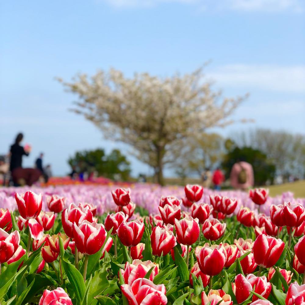 チューリップの投稿画像 By はち さん ボタニカルスポット18春とお花畑 と吉田公園 18月3月31日 Greensnap グリーンスナップ