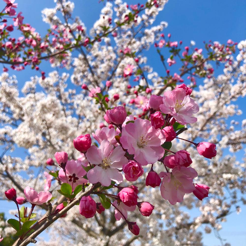 サクラの投稿画像 By ɢᴀʀᴅᴇɴ ʟɪғᴇさん ハナカイドウとソメイヨシノとgs映えと 2018桜 コンテストとお花見と花のある暮らしとお花のある生活とはるが来た とさくら 桜 サクラとピンクと葉桜とピンクの桜と満開 2018月3月31日 Greensnap グリーンスナップ