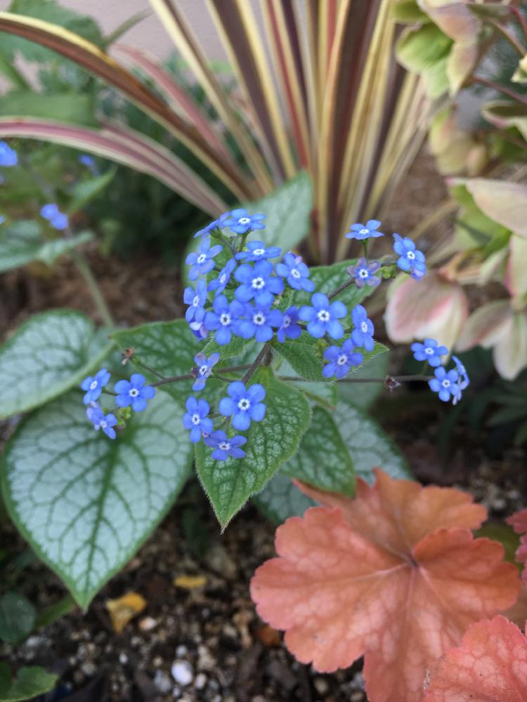 ブルネラ ジャックフロストの投稿画像 By Nonoさん カラーリーフと青い花と地植えと庭の宿根草とシルバーリーフとカラーリーフと青い花と地植えと庭の 宿根草とシルバーリーフ 18月3月31日 Greensnap グリーンスナップ Greensnap グリーンスナップ