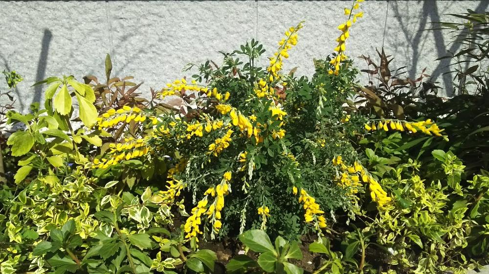 エニシダの投稿画像 By ケンリさん 花のある暮らしと花壇と玄関先 18月3月31日 Greensnap グリーンスナップ