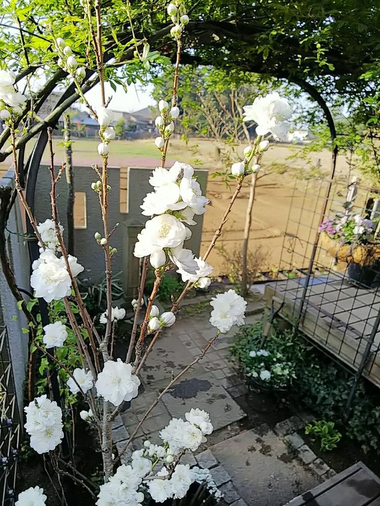 花桃 照手白の投稿画像 By Jolさん ハナモモと植中毒と花のある暮らしと白い花と早春の花 18月4月1日 Greensnap グリーンスナップ
