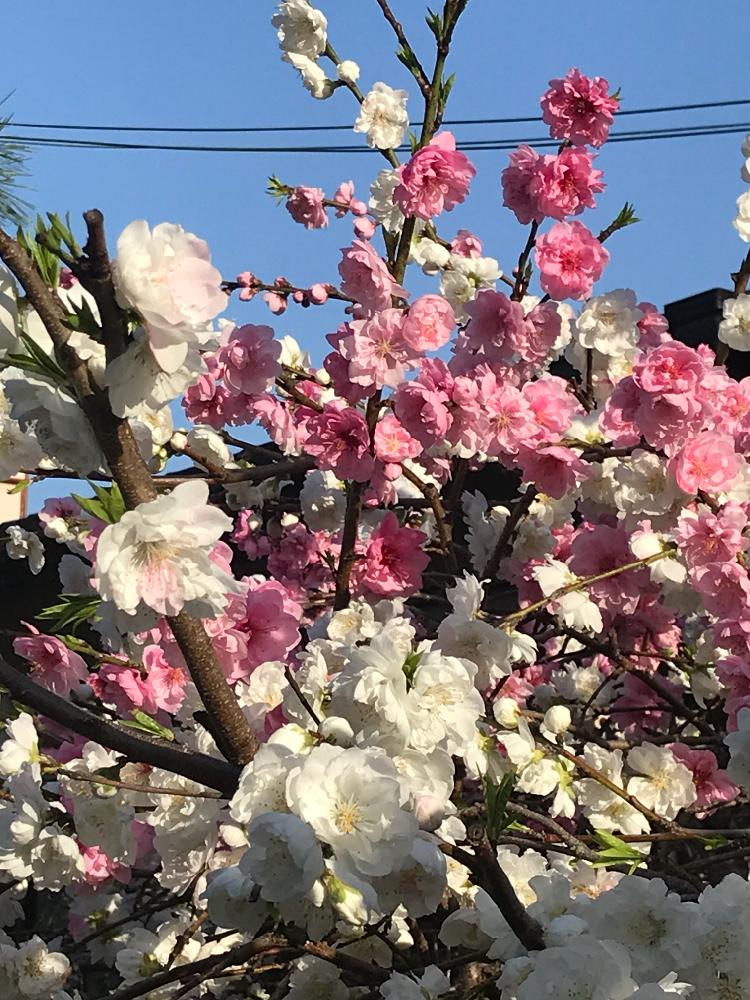 花探しの散歩の投稿画像 By 花好きじいさんさん 18月4月1日 Greensnap グリーンスナップ