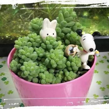 ウサギのかくれんぼの投稿画像一覧 Greensnap グリーンスナップ