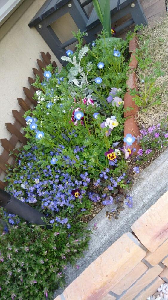 小さな庭の投稿画像 By てんちゃんさん ネモフィラとベロニカオックスフォードブルー と 芝桜と ネモフィラとベロニカオックスフォードブルー と 芝桜 18月4月1日 Greensnap グリーンスナップ Greensnap グリーンスナップ