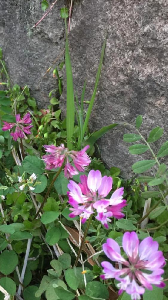 いとおしい植物の表情フォトコンの投稿画像 By アマリリスさん お花大好きと今は珍しいとレンゲの花かんむりとピンク色大好きと春ですね 18月4月1日 Greensnap グリーンスナップ