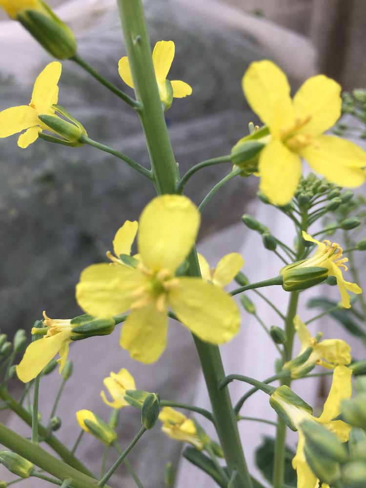 黄色いお花大好き協会の投稿画像 By Mr マーさん Iphone6sと自家栽培の野菜達と芽キャベツの花と小さな庭と黄色いお花大好き協会とiphone6sと自家栽培の野菜達 18月4月1日 Greensnap グリーンスナップ Greensnap グリーンスナップ