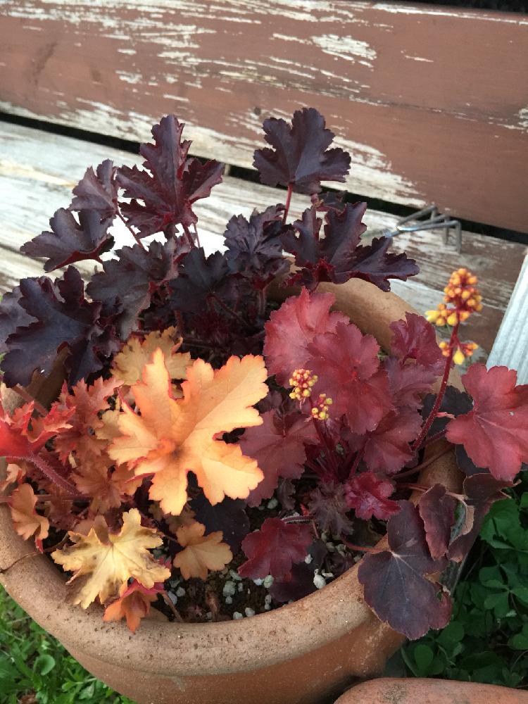ヒューケラ の投稿画像 By Ayaさん ヒューケラフリンジピーチとヒューケラ寄せ植えと今日のお庭とヒューケラ ブロンディと私の庭と花のある暮らしと ヒューケラチョコ 18月4月1日 Greensnap グリーンスナップ