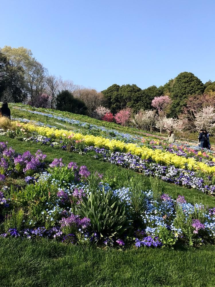 satsuki6さんの里山ガーデン（大花壇）へのレポート
