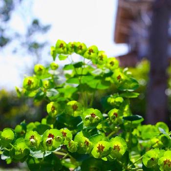 ユーフォルビア マルティニの画像 by Kinocoさん | 小さな庭とユーフォルビア マルティニと植物のある暮らしと植中毒とはるが来た！と葉っぱも美しいと花のある暮らし