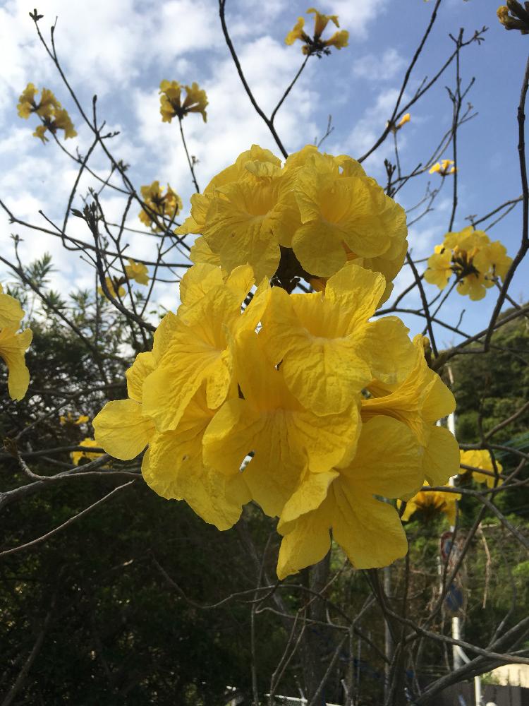 イペーの投稿画像 By イモ子さん 旅先の植物と黄色い花と春の花 とin鹿児島とイペーの花 18月4月 1日 Greensnap グリーンスナップ