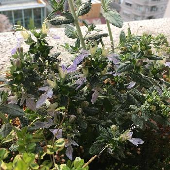 ツリージャーマンダーアイス キューブの投稿画像一覧 Greensnap グリーンスナップ