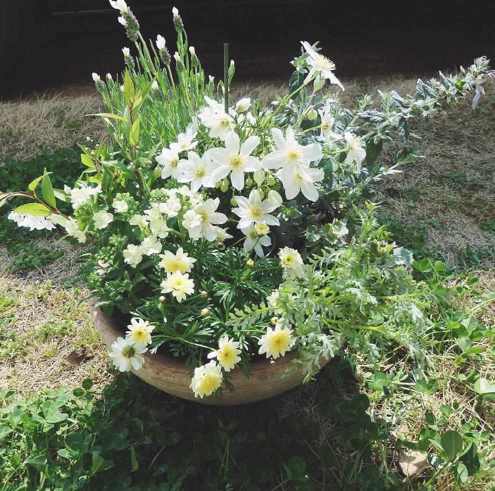 寄せ植えの投稿画像 By Kazumiさん 癒しとナチュラルガーデンとはるが来た と黄色の花と花のある暮らしとかわいいと白い花とグリーン グリーン グリーン と爽やか 18月4月1日 Greensnap グリーンスナップ