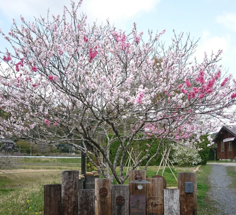 ハナモモの投稿画像 By モコさん マイガーデンと庭木と咲いた 18月4月1日 Greensnap グリーンスナップ