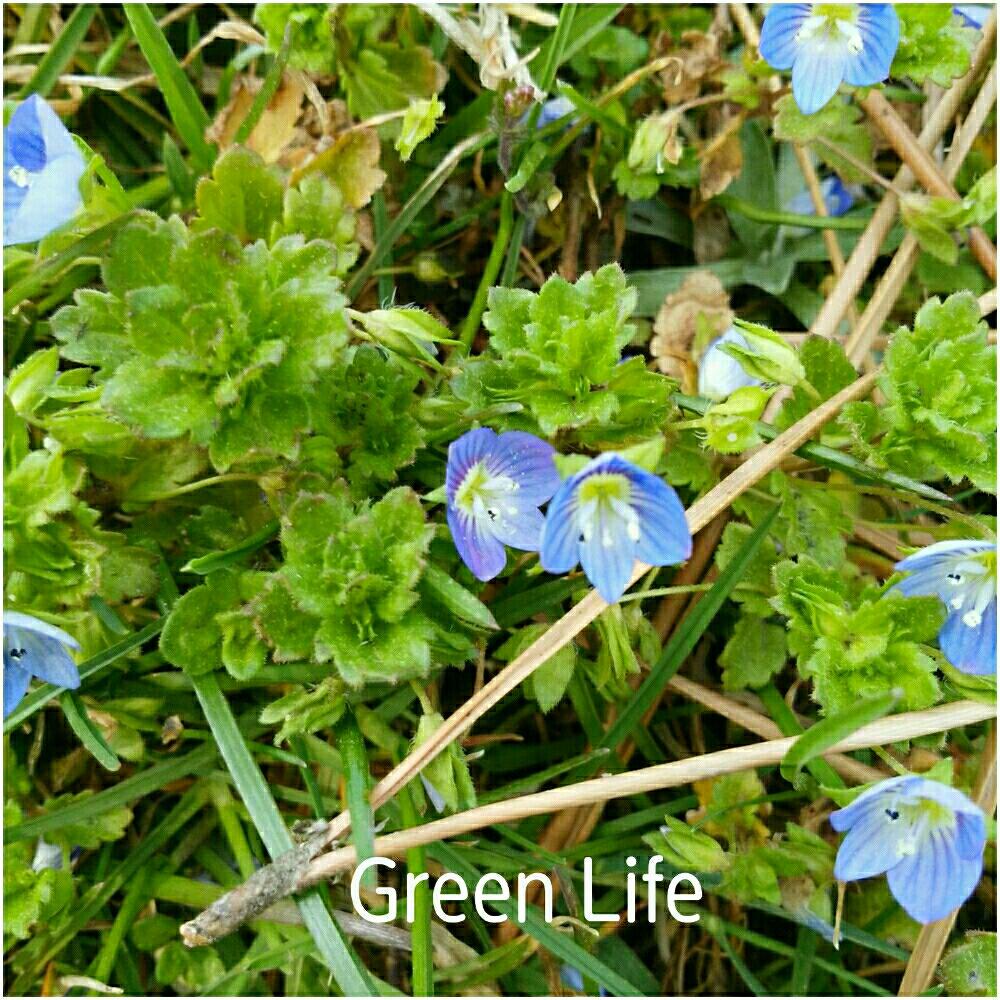オオイヌノフグリの投稿画像 By Taroさん 青空とgreen Lifeとｷﾞｭｯﾄby Meと我慢したよ と春が来たと青い花と雑草 18月4月1日 Greensnap グリーンスナップ