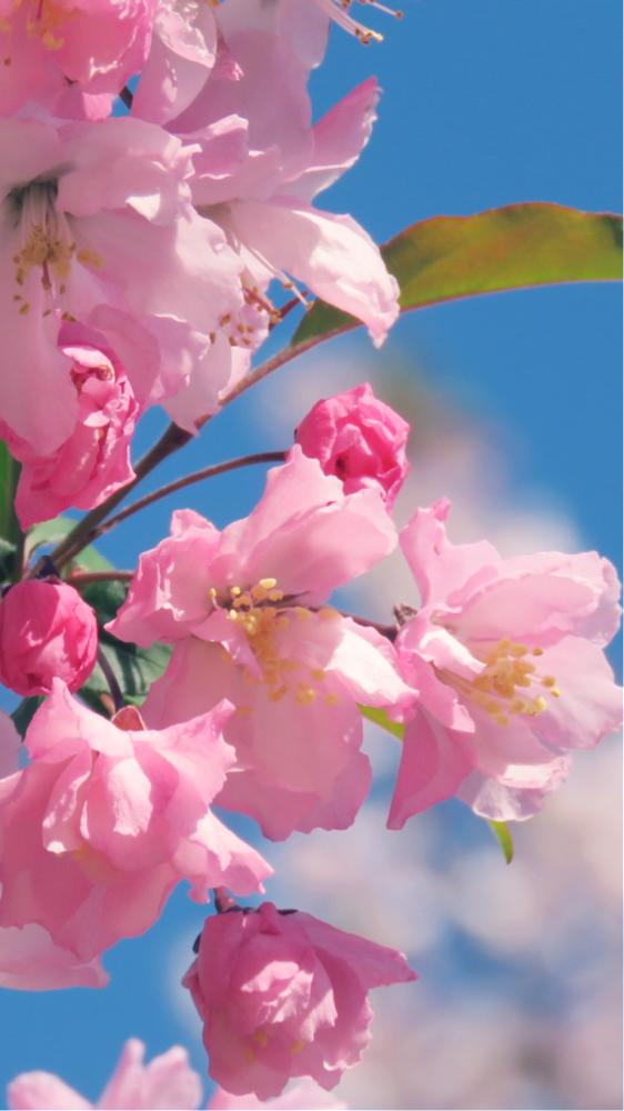 ピンクの花の投稿画像 By Toshieさん ステキ とgs映えと高い空とさくら 桜 サクラときれいな色といやされると可愛いピンク色 とかわいいな と かわいい花ときれいとほっこり とやっぱり花が好き とやさしい気持ちと花びらと桜満開とだいすきと美しいと花のある暮らし