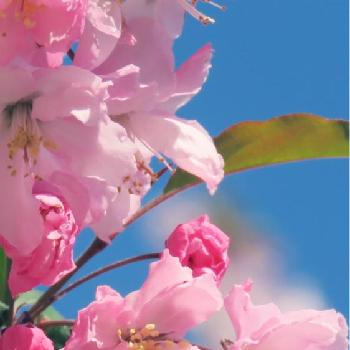 ハナカイドウ,ピンクの花,ステキ☆,GS映え,高い空の画像