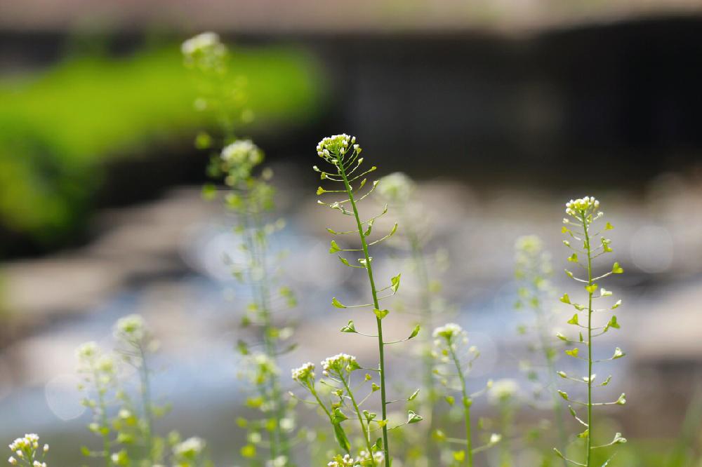 ナズナの投稿画像 By Aliceさん ペンペングサと野草と山野草ときれいと植中毒と春がきた とナチュラルと癒されると新河岸川と信楽狸倶楽部と花のある暮らしとかわいい 18月4月2日 Greensnap グリーンスナップ