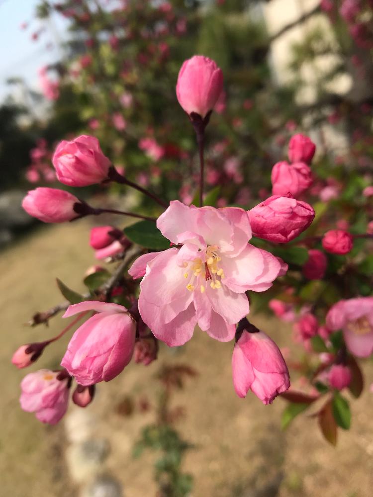 カイドウザクラの投稿画像 By Keiさん 可愛いとピンクの花と花のある暮らしとさくら 桜 サクラ 18月4月2日 Greensnap グリーンスナップ