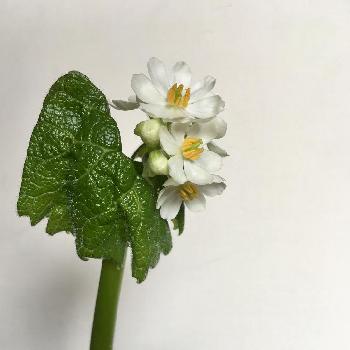 サンカヨウ 山荷葉 Diphylleia Grayi の投稿画像一覧 Greensnap グリーンスナップ