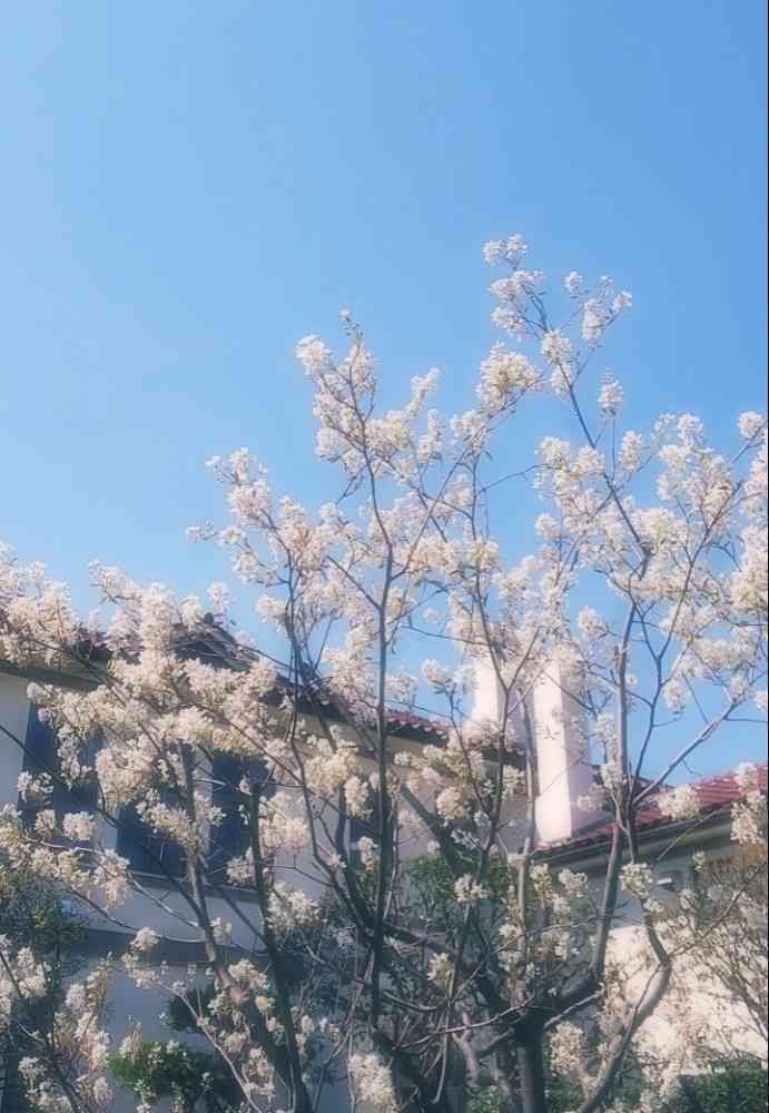 はちみつ☆さんの港の見える丘公園への投稿