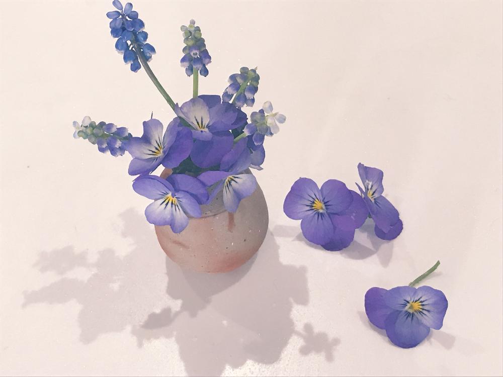ビオラの投稿画像 By Akiさん ムスカリと生花と花のある暮らしと青みがかった紫と備前焼 18月4月2日 Greensnap グリーンスナップ