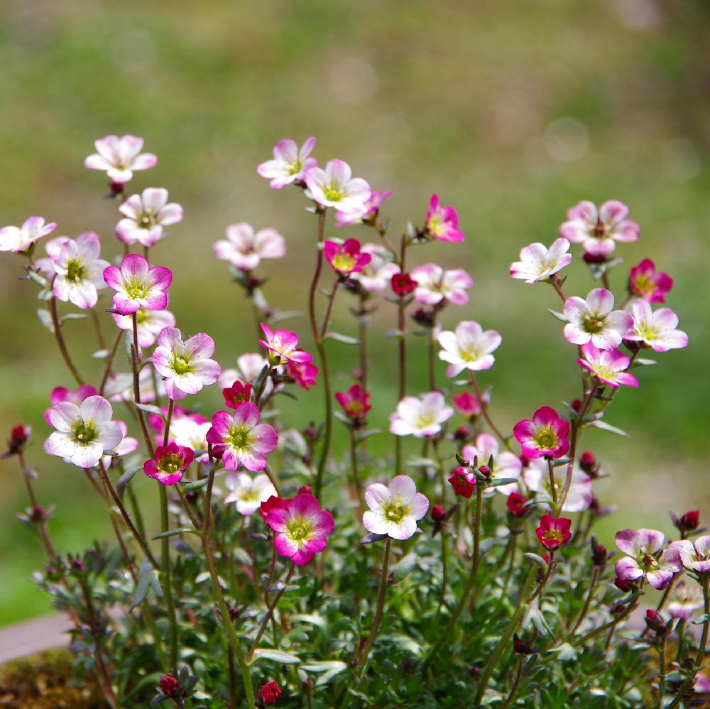 50 素晴らしい春の 草花 ピンク 美しい花の画像