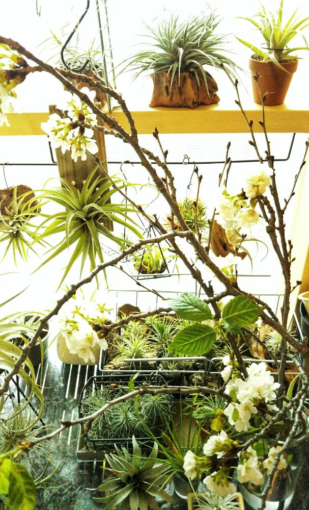 サクラの投稿画像 By まりおさん チランジアとエアープランツと初心者ですと着生植物とエアプランツ チランジアとエアープランツ初心者とエアプランツ イオナンタといとおしい植物の表情フォトコンと 18桜 コンテストとチランジア開花と大きくな れ と花のある