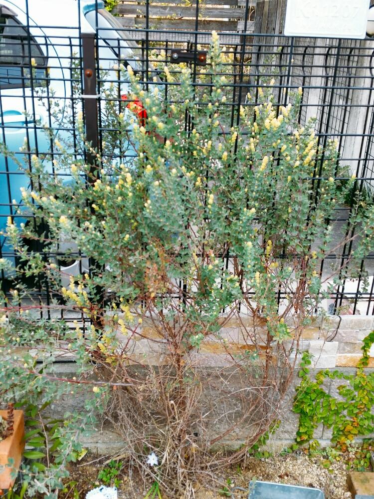 ロータスブリムストーンの投稿画像 By Kikiさん 初心者ですと放置栽培とお気に入り と雑草に負けない と花壇の記録用と花のある暮らしと地植え 18月4月2日 Greensnap グリーンスナップ