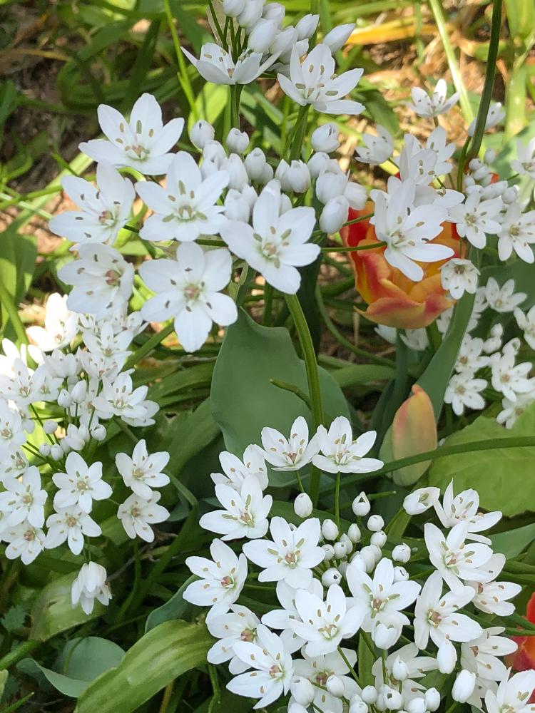 狭いスペースの投稿画像 By ちっちゃんさん 春の庭と小さな花壇と小さな白いお花と我が家の花壇と花のある暮らしと小さな庭 と白い花 18月4月2日 Greensnap グリーンスナップ