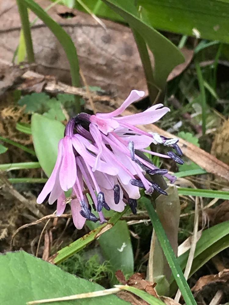 無料ダウンロードショウ ジョウ バカマ 花 言葉 最高の花の画像