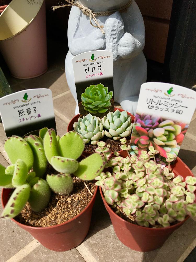 水やり過ぎ注意の投稿画像 By あだださん 砂漠の植物と鉢が欲しいとまだまだ初心者と花のある暮らしと多肉初心者と砂漠の植物らしい 18月4月2日 Greensnap グリーンスナップ