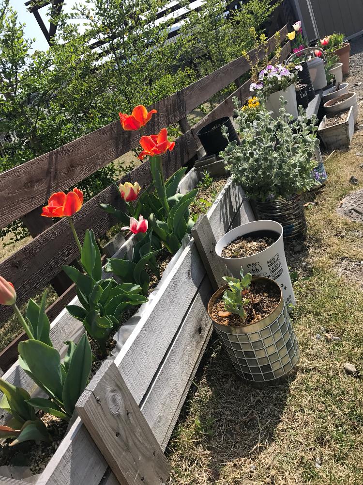 手作りフェンスの投稿画像 By こてつさん チューリップとハーブと手作り花壇と花のある暮らしと花粉症に負けないとビオラ パンジー 18月4月2日 Greensnap グリーンスナップ