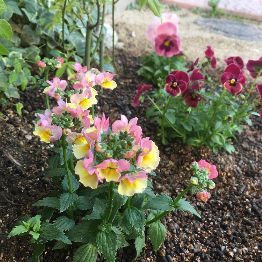 我が家の花壇の投稿画像 By ジャスミンさん ネメシア と多年草と花のある暮らしとジャンクガーデンと可愛らしいビオラと地植え 18月4月2日 Greensnap グリーンスナップ