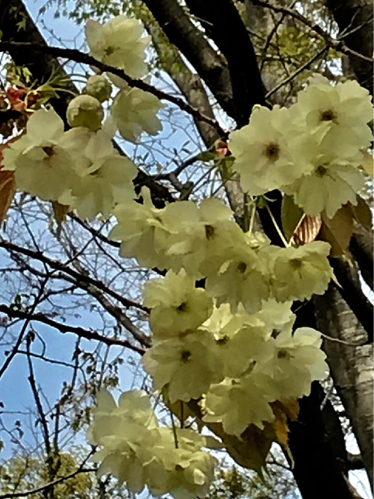 ウコン桜の投稿画像 By アルさん 黄色と光が丘公園とさくら 桜 サクラと青空と樹木とサクラと黄色と光が丘公園とさくら 桜 サクラと青空と樹木 18月4月2日 Greensnap グリーンスナップ Greensnap グリーンスナップ